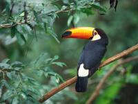 TocoToucan